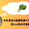小松菜を思い浮かべるうさぎ