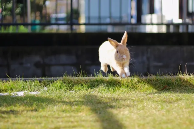ジャンプしているうさぎ