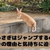 塀をジャンプで飛び越えるうさぎ