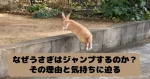 塀をジャンプで飛び越えるうさぎ