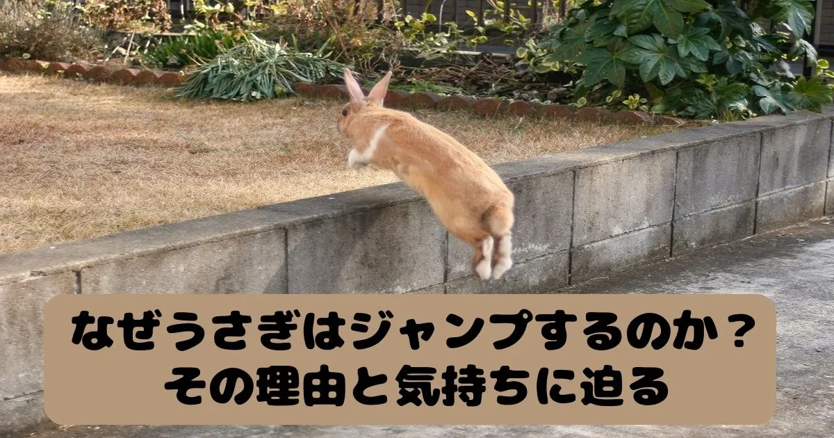 塀をジャンプで飛び越えるうさぎ