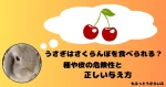 さくらんぼを思い浮かべるうさぎ