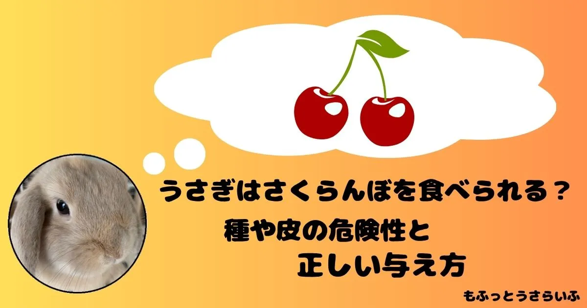 さくらんぼを思い浮かべるうさぎ