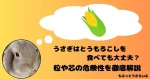 とうもろこしを思い浮かべるうさぎ